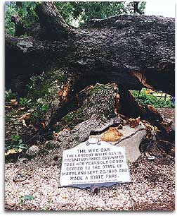 Image result for wye oak tree